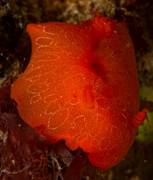 Plongée d'exploration en autonomie, nudibranche doris orange